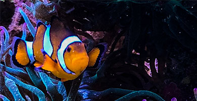 Bilder aus dem Aquarium Clownfish